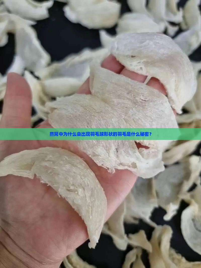 燕窝中为什么会出现羽毛球形状的羽毛是什么秘密？