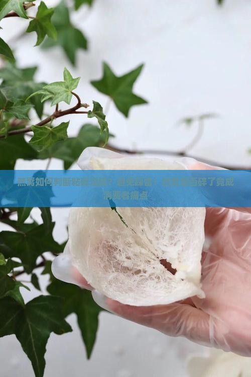 燕窝如何判断粘碎没碎？避免踩雷！燕窝是否碎了竟成消费者痛点