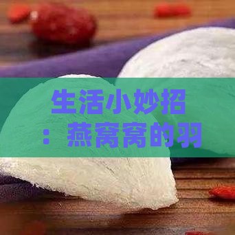 生活小妙招：燕窝窝的羽毛多怎么处理