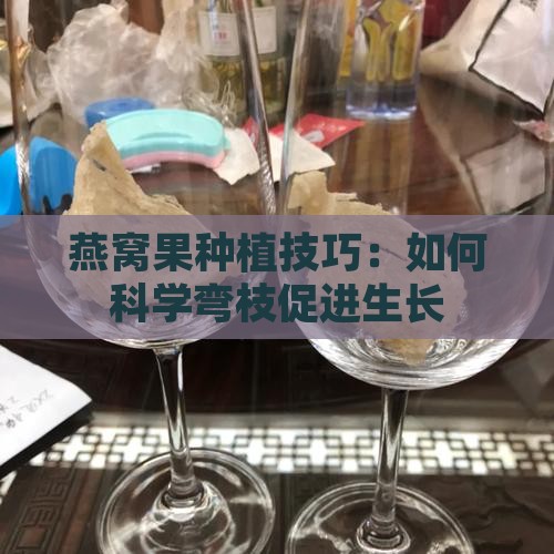 燕窝果种植技巧：如何科学弯枝促进生长