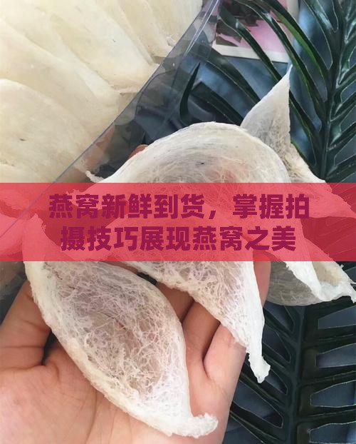 燕窝新鲜到货，掌握拍摄技巧展现燕窝之美