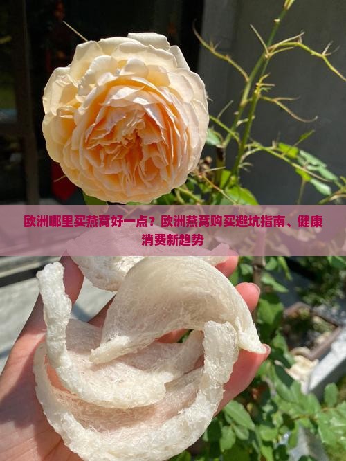 欧洲哪里买燕窝好一点？欧洲燕窝购买避坑指南、健康消费新趋势