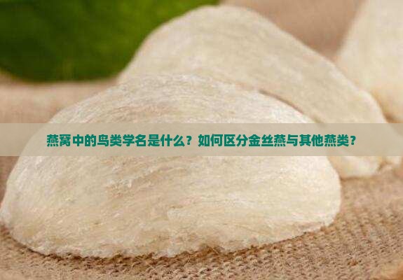 燕窝中的鸟类学名是什么？如何区分金丝燕与其他燕类？
