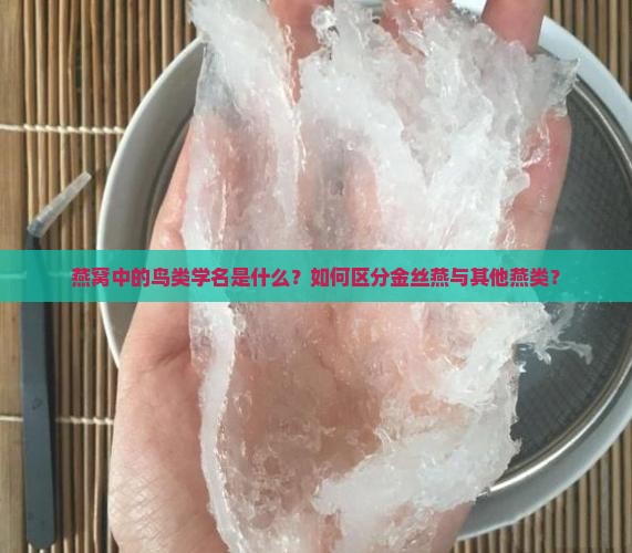 燕窝中的鸟类学名是什么？如何区分金丝燕与其他燕类？