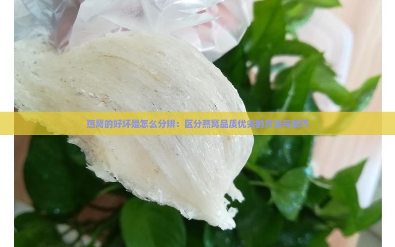 燕窝的好坏是怎么分辨：区分燕窝品质优劣的方法与技巧