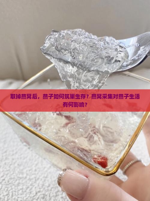 取掉燕窝后，燕子如何筑巢生存？燕窝采集对燕子生活有何影响？