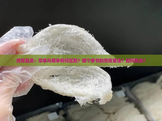 燕窝品质：旱季与雨季有何区别？哪个季节的燕窝更佳？如何挑选？