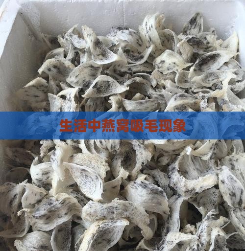 生活中燕窝吸毛现象
