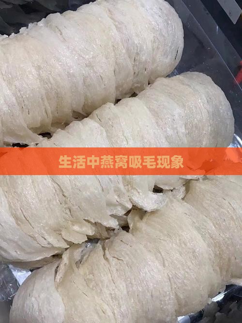 生活中燕窝吸毛现象