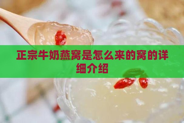 正宗牛奶燕窝是怎么来的窝的详细介绍