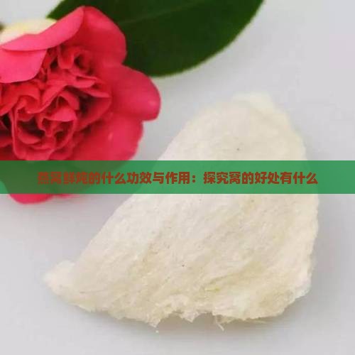 燕窝鲜炖的什么功效与作用：探究窝的好处有什么