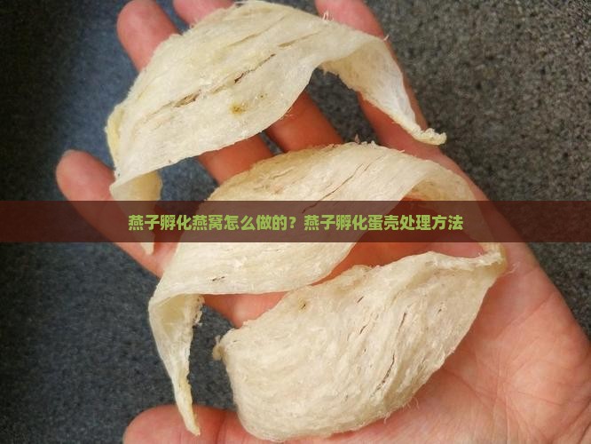 燕子孵化燕窝怎么做的？燕子孵化蛋壳处理方法