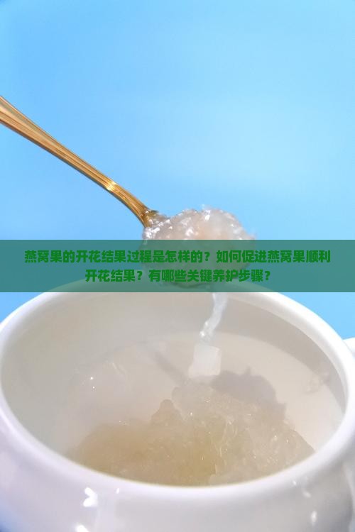 燕窝果的开花结果过程是怎样的？如何促进燕窝果顺利开花结果？有哪些关键养护步骤？