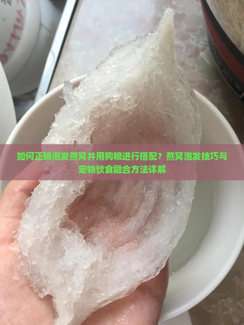 如何正确泡发燕窝并用狗粮进行搭配？燕窝泡发技巧与宠物饮食融合方法详解