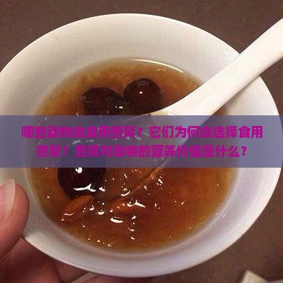 哪些动物会食用燕窝？它们为何会选择食用燕窝？燕窝对动物的营养价值是什么？