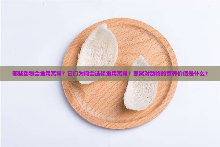 哪些动物会食用燕窝？它们为何会选择食用燕窝？燕窝对动物的营养价值是什么？