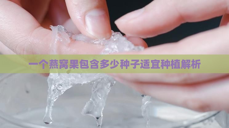 一个燕窝果包含多少种子适宜种植解析