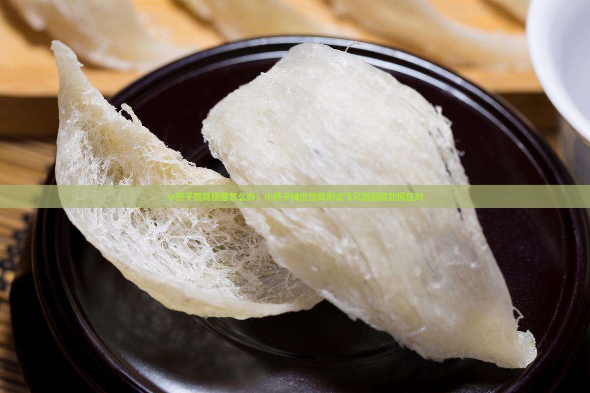小燕子燕窝脱落怎么办：小燕子掉出燕窝刚会飞又遇困境如何应对