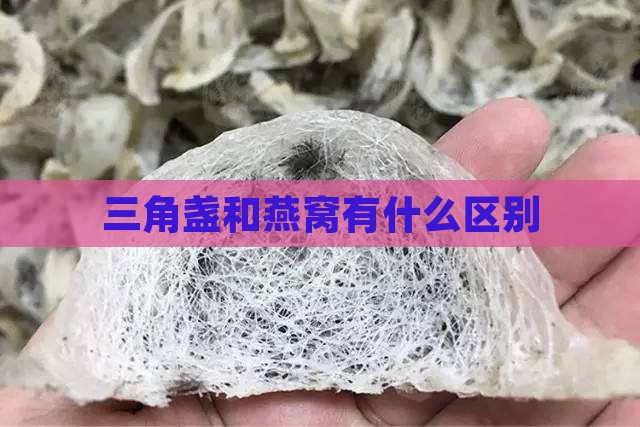 三角盏和燕窝有什么区别