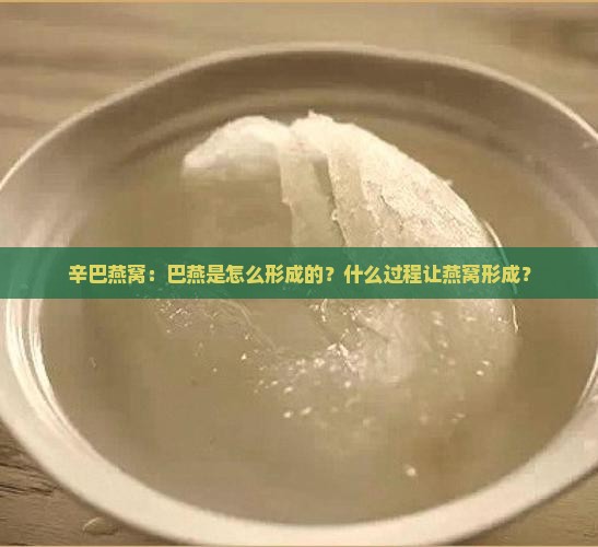 辛巴燕窝：巴燕是怎么形成的？什么过程让燕窝形成？