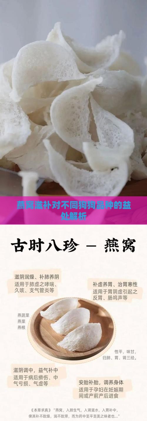 燕窝滋补对不同狗狗品种的益处解析