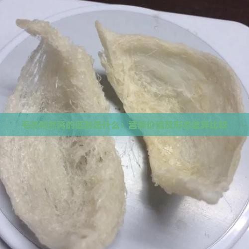 毛燕和燕窝的区别是什么：营养价值及形态差异比较