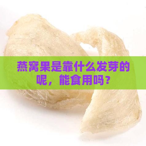 燕窝果是靠什么发芽的呢，能食用吗？