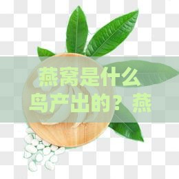 燕窝是什么鸟产出的？燕窝的形成过程