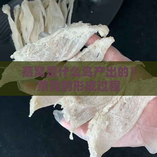 燕窝是什么鸟产出的？燕窝的形成过程