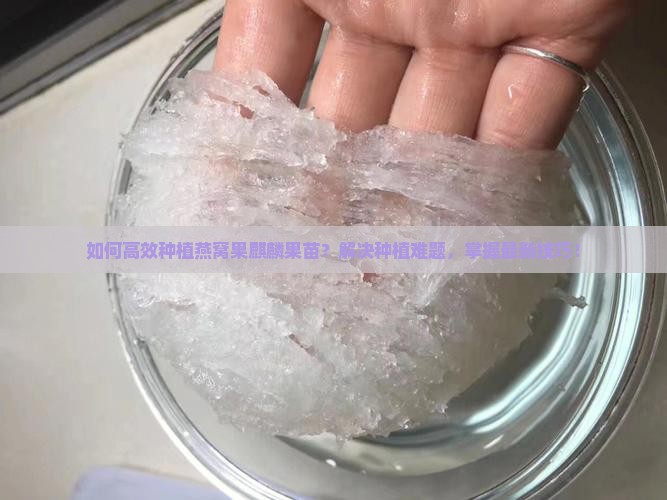 如何高效种植燕窝果麒麟果苗？解决种植难题，掌握最新技巧！