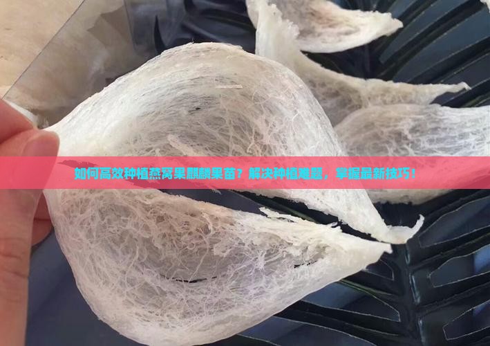如何高效种植燕窝果麒麟果苗？解决种植难题，掌握最新技巧！
