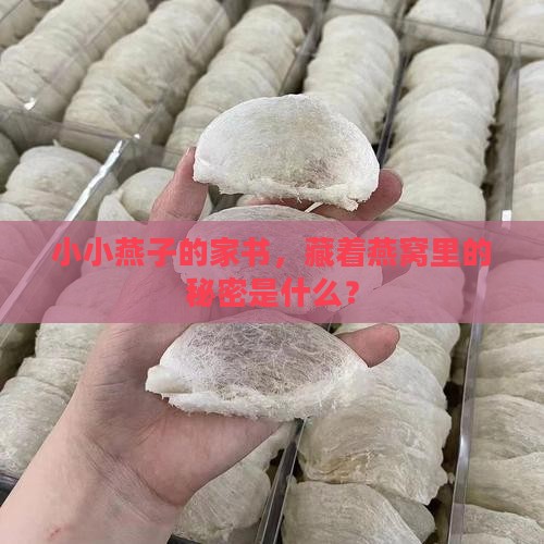 小小燕子的家书，藏着燕窝里的秘密是什么？