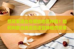 燕窝果适合在哪些地区种植？如何判断当地是否适宜种植燕窝果？