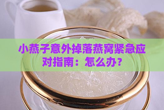 小燕子意外掉落燕窝紧急应对指南：怎么办？