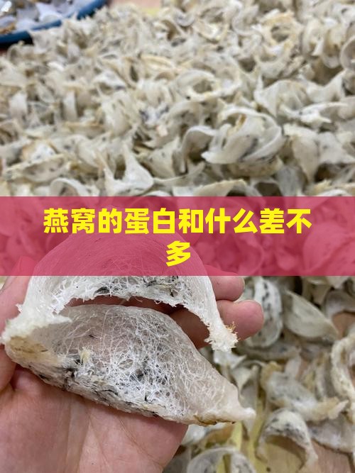 燕窝的蛋白和什么差不多