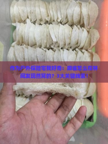 作为户外探险宅我好奇：麻雀怎么在林间发现燕窝的？3大关键线索！
