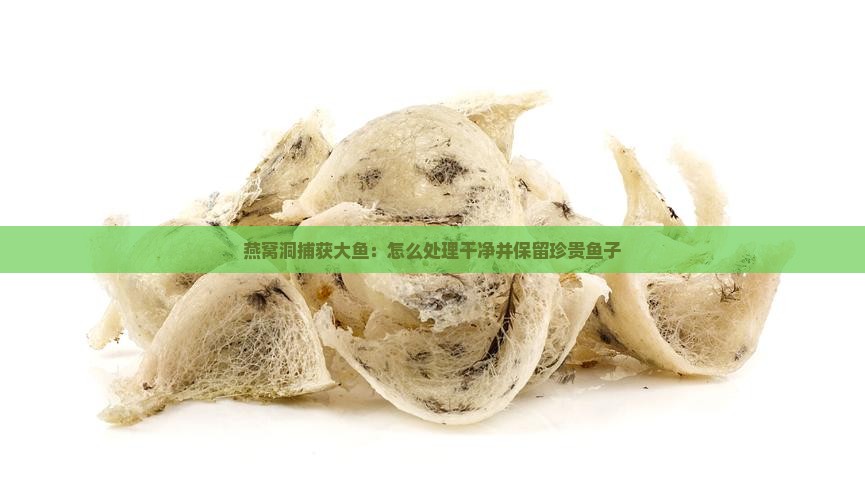 燕窝洞捕获大鱼：怎么处理干净并保留珍贵鱼子