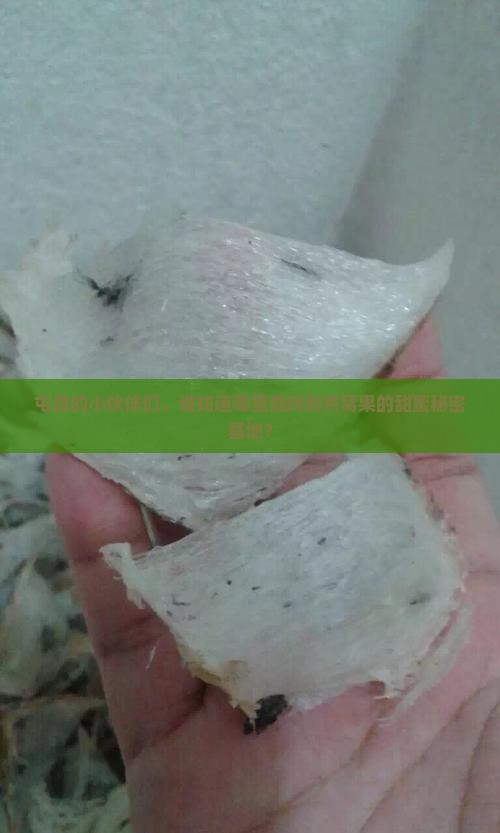 屯昌的小伙伴们，谁知道哪里能找到燕窝果的甜蜜秘密基地？