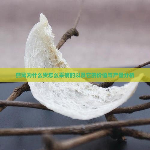 燕窝为什么贵怎么采摘的以及它的价值与产量分析