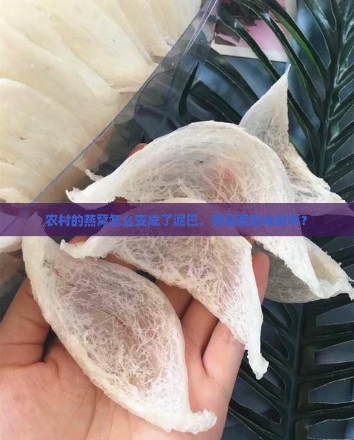 农村的燕窝怎么变成了泥巴，背后藏着啥故事？