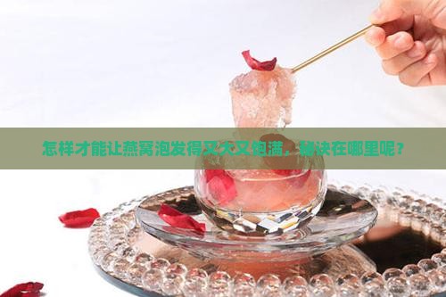 怎样才能让燕窝泡发得又大又饱满，秘诀在哪里呢？