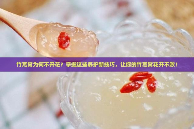 竹燕窝为何不开花？掌握这些养护新技巧，让你的竹燕窝花开不败！