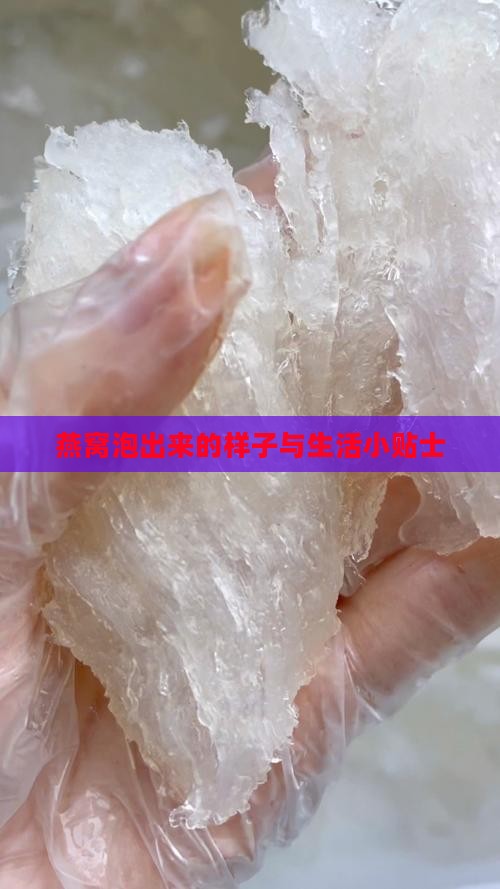 燕窝泡出来的样子与生活小贴士