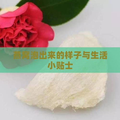 燕窝泡出来的样子与生活小贴士
