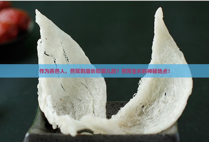 作为养燕人，燕窝到底长在哪儿的？燕窝生长的神秘地点！