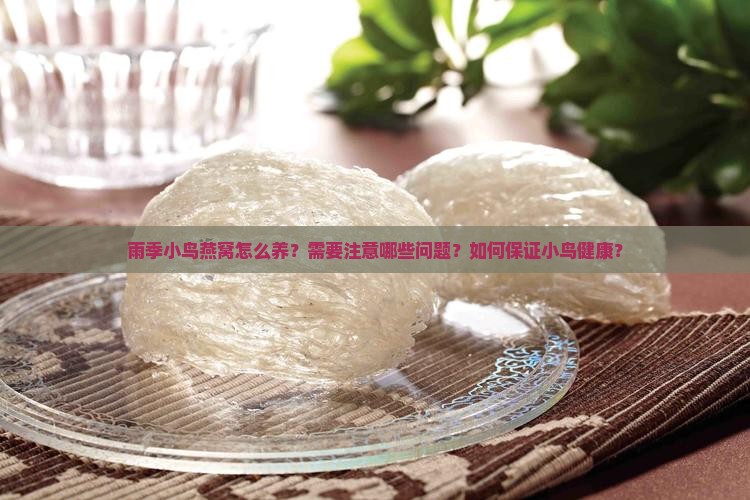 雨季小鸟燕窝怎么养？需要注意哪些问题？如何保证小鸟健康？