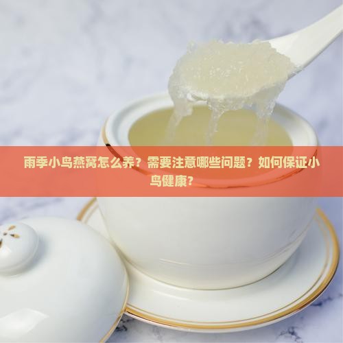 雨季小鸟燕窝怎么养？需要注意哪些问题？如何保证小鸟健康？