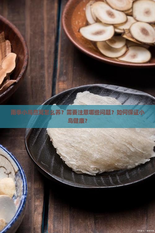 雨季小鸟燕窝怎么养？需要注意哪些问题？如何保证小鸟健康？