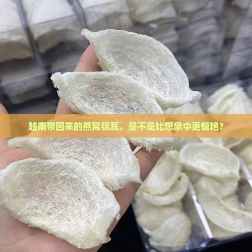 越南带回来的燕窝银耳，是不是比想象中更惊艳？