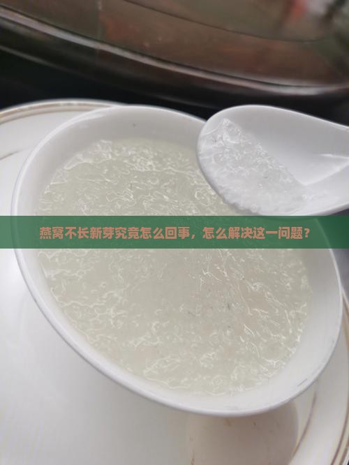 燕窝不长新芽究竟怎么回事，怎么解决这一问题？